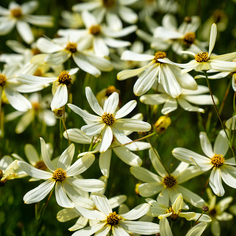 Coreopsis verticillata 'Moonbeam' 2L