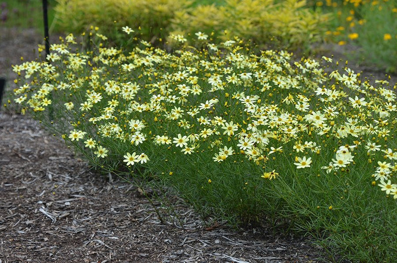 Coreopsis verticillata 'Moonbeam' 2L