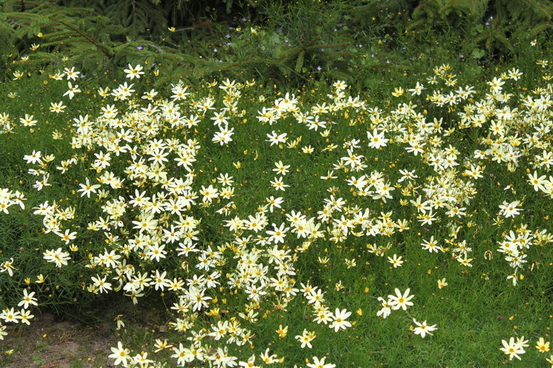 Coreopsis verticillata 'Moonbeam' 2L