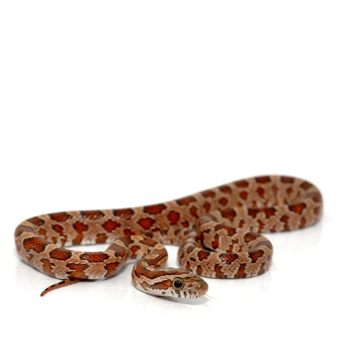 Corn Snake (Hatchling - Various Colours)