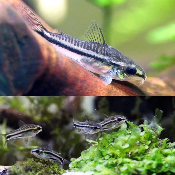 Pygmy corydoras