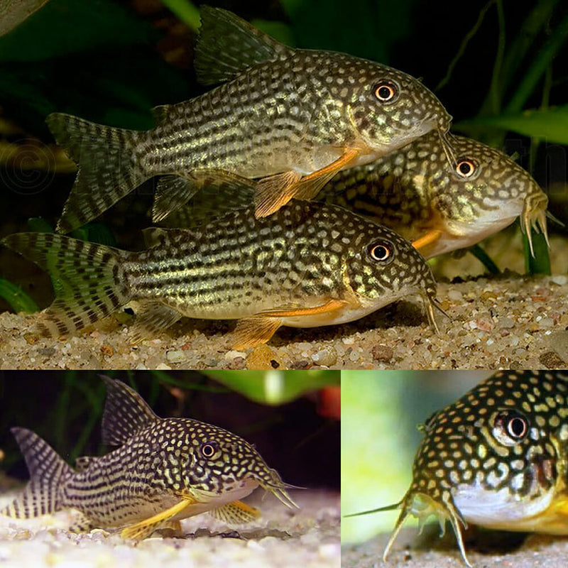 Sterba's Corydoras | Corydoras sterbai