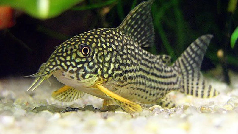Sterba's Corydoras | Corydoras sterbai
