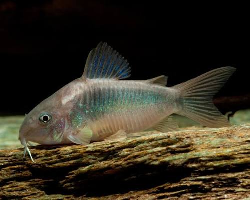 Corydoras Aeneus/Schultzei