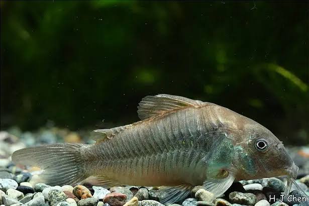 Corydoras Aeneus/Schultzei