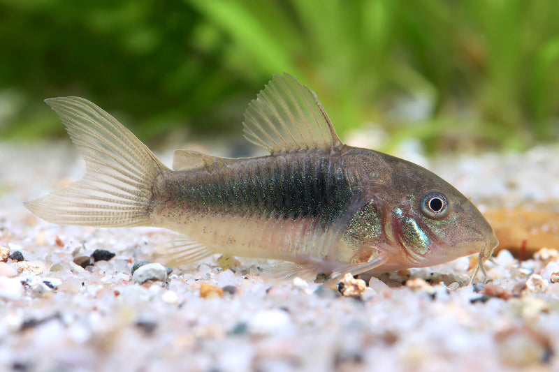 Corydoras Aeneus/Schultzei