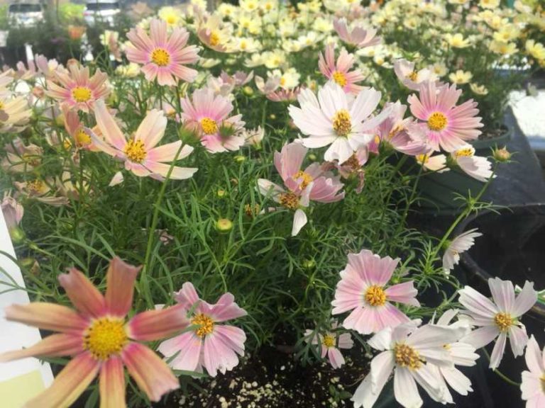 Cosmos Bipinnatus 'Apricot Lemonade'