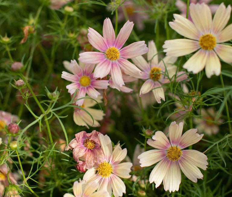 Cosmos Bipinnatus 'Apricot Lemonade'