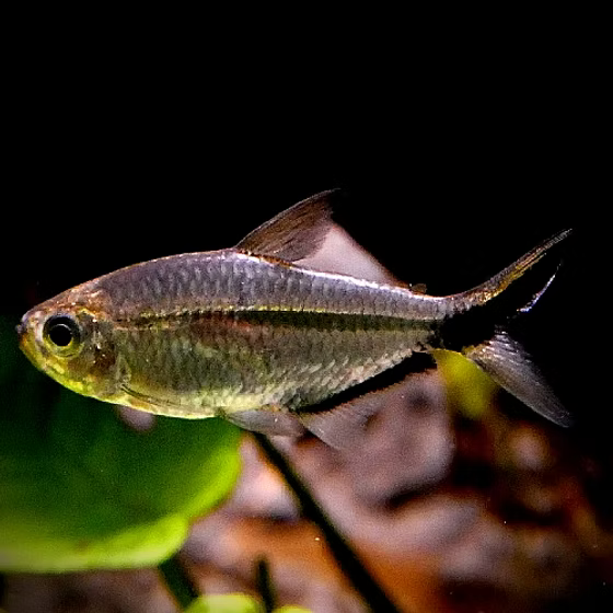 Costae tetra | Moenkhausia costae 3-4cm