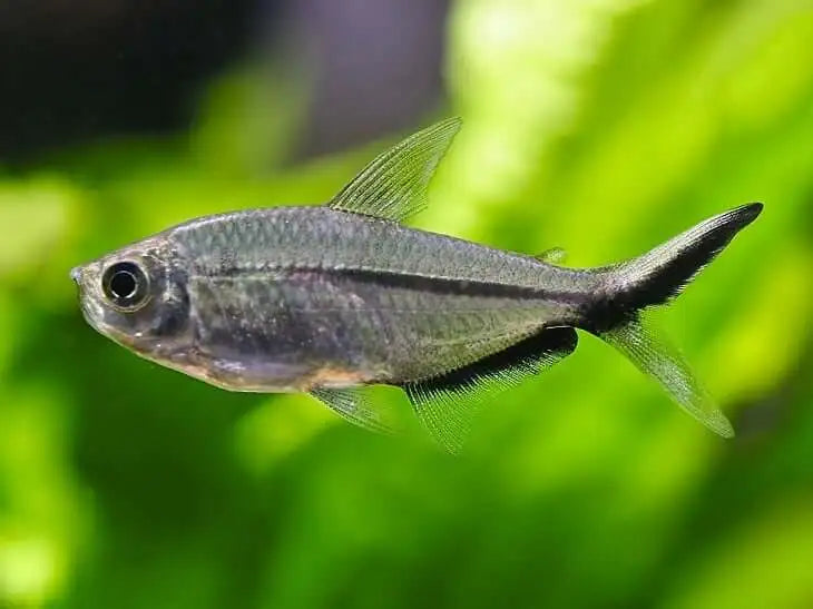 Costae tetra | Moenkhausia costae 3-4cm