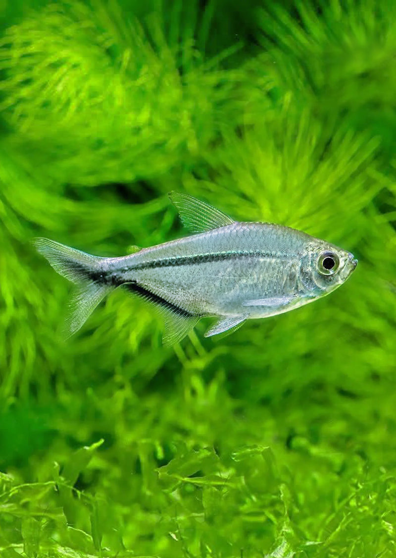 Costae tetra | Moenkhausia costae 3-4cm