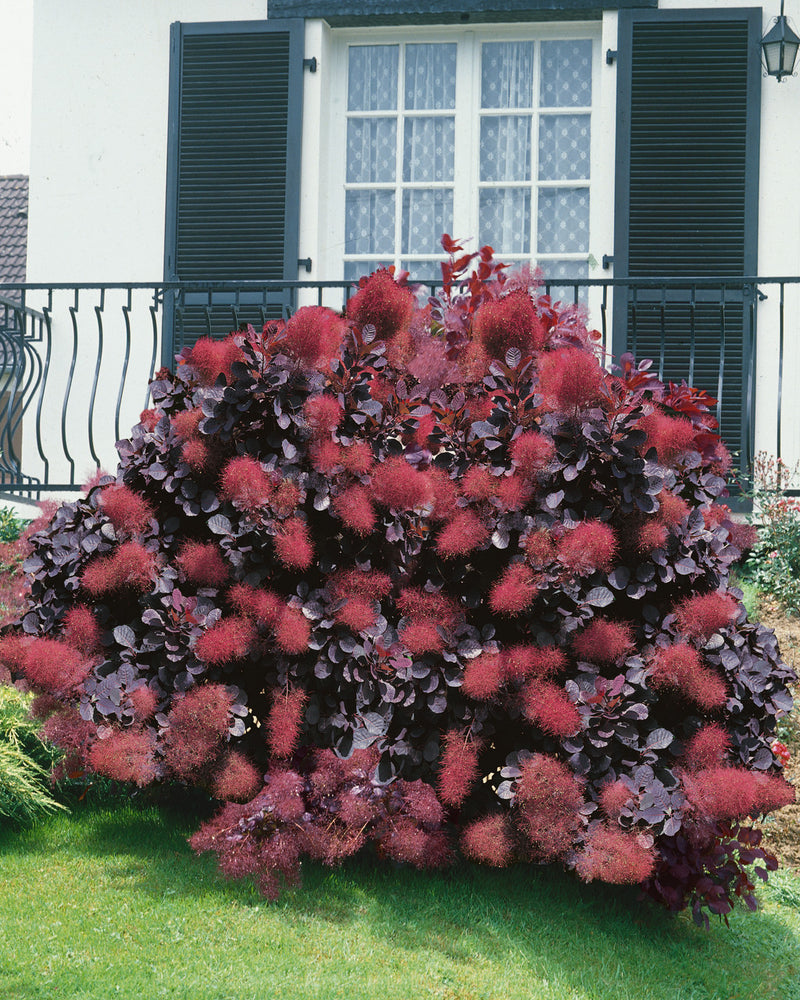 Cotinus cog. 'Royal Purple' | Purple Smokebush (2 Litre)