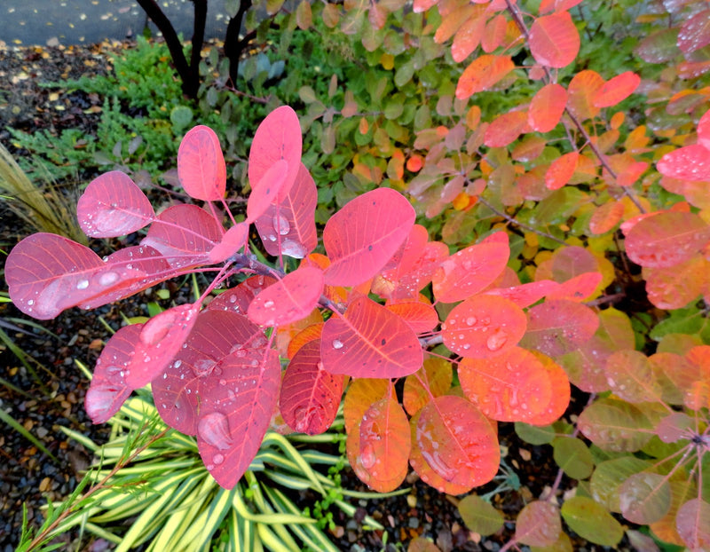 Cotinus cog. 'Royal Purple' | Purple Smokebush (2 Litre)