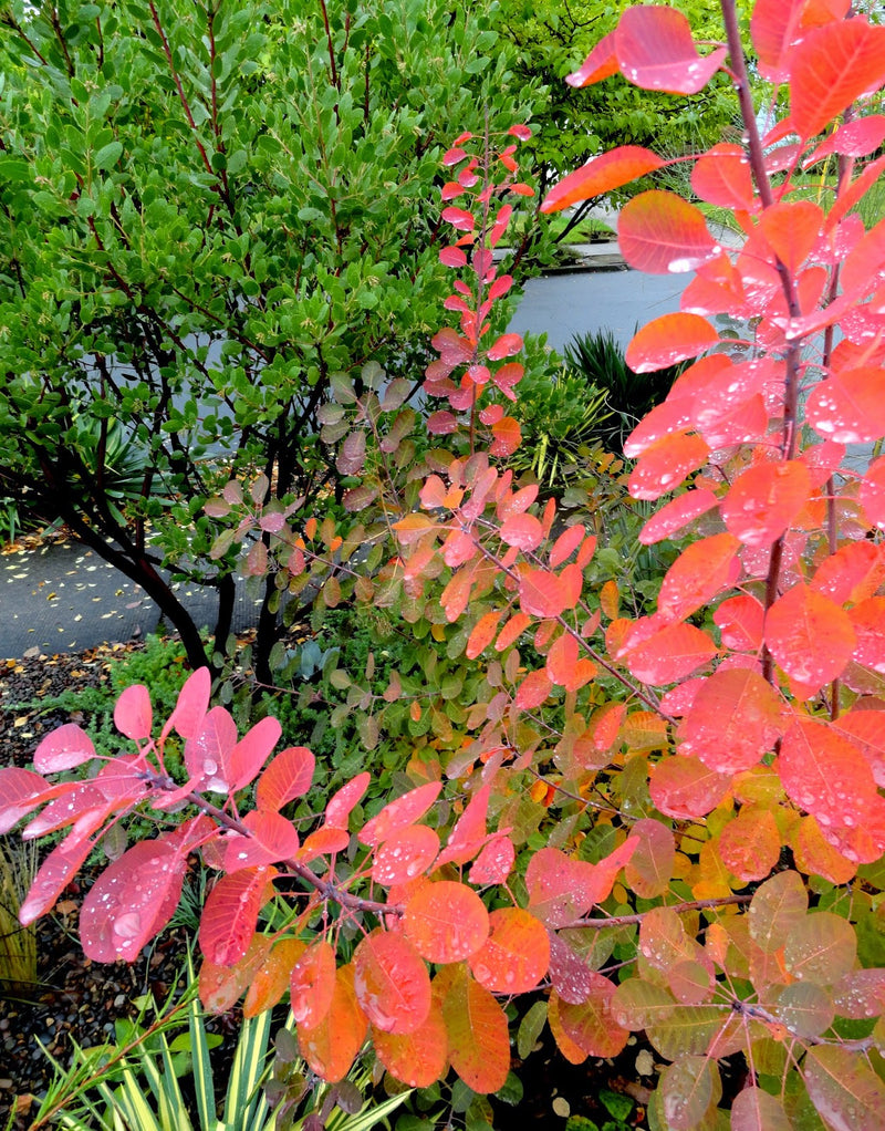 Cotinus cog. 'Royal Purple' | Purple Smokebush (2 Litre)