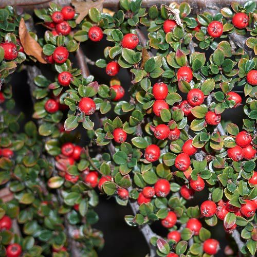 Cotoneaster congestus