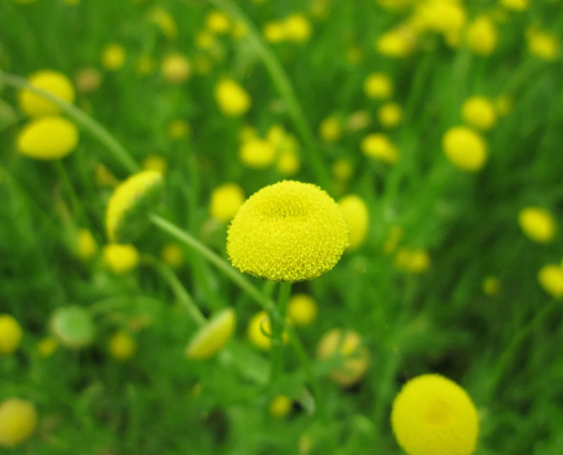 Cotula coronopifolia | Water Buttons P9