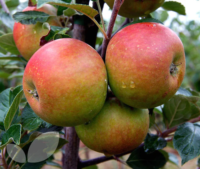 Apple Cox's Orange Pippin' Self Fertile — Newlands Garden Centre