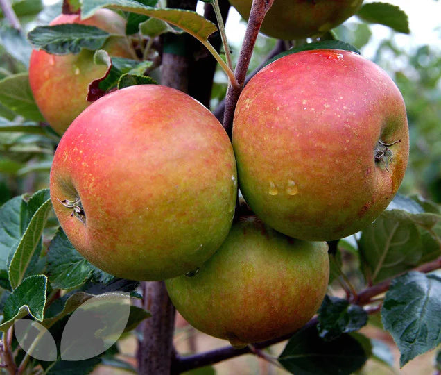Apple Cox's Orange Pippin' - Self Fertile