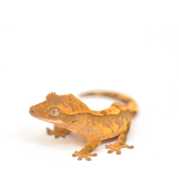 Crested Gecko