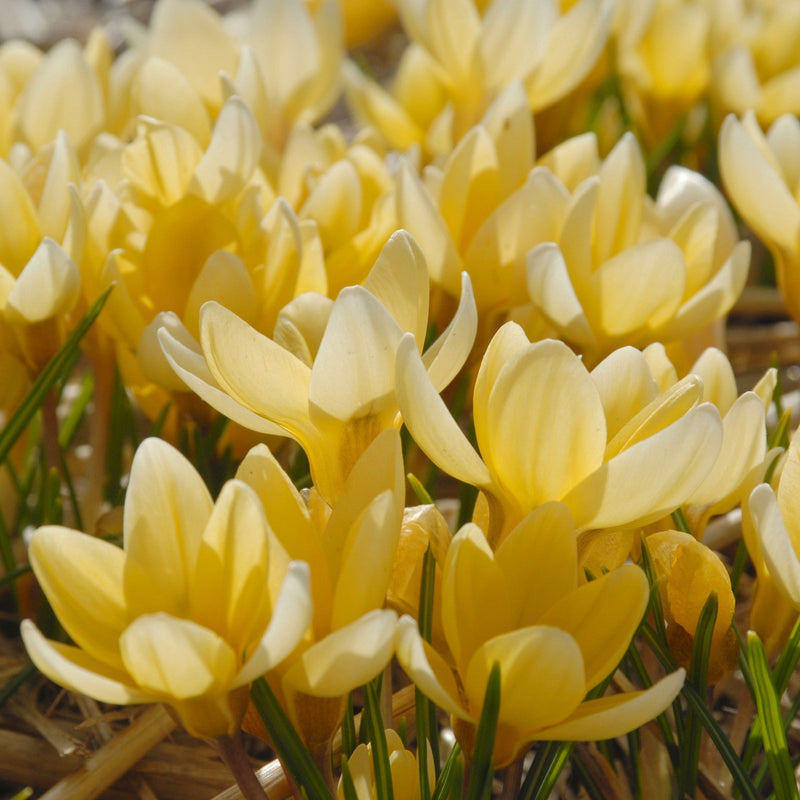 Crocus 'Romance' (15 Pack)