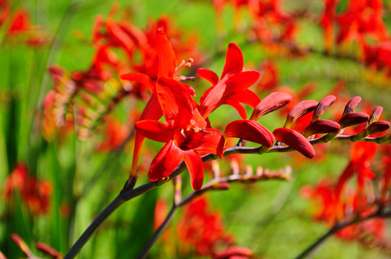 Crocosmia 'Emberglow'