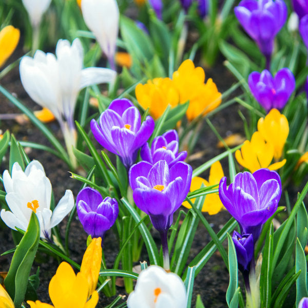 Crocus Mixed (30 Pack)