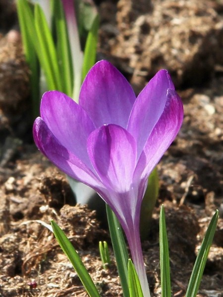 Crocus 'Ruby Giant' (15 Pack)