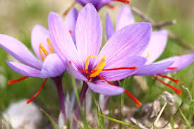 Crocus Sativus (12 Bulbs Per Pack)