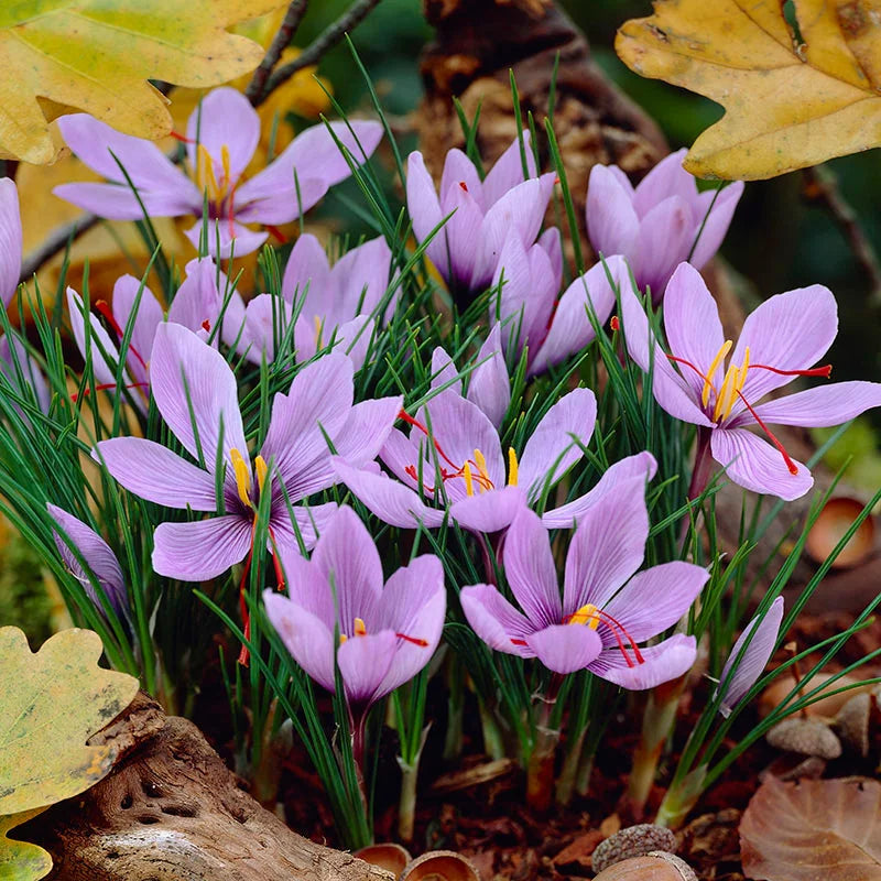Crocus Sativus (12 Bulbs Per Pack)