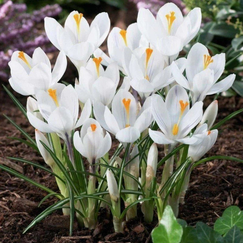 Crocus 'Jeanne D'arc' (10 Pack)