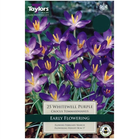 Crocus 'Whitewell Purple' (15 Bulbs Per Pack)