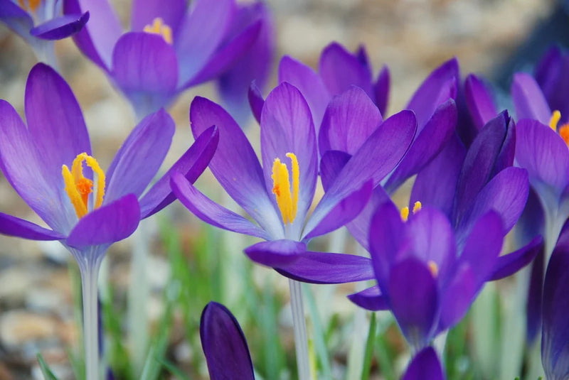 Crocus 'Whitewell Purple' (15 Bulbs Per Pack)
