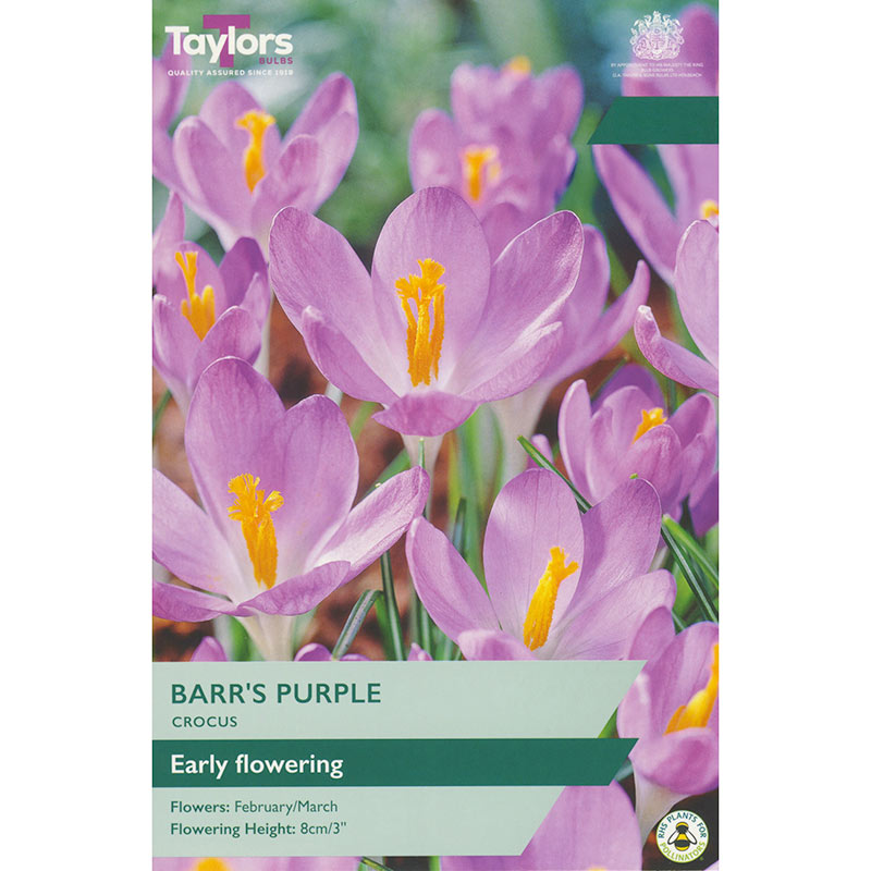 Crocus 'Barr's Purple' (10 Bulbs Per Pack)