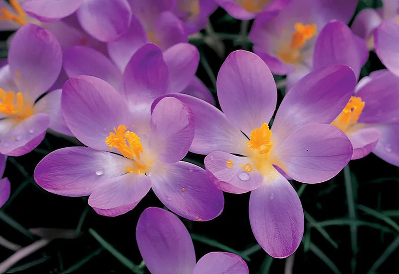 Crocus 'Barr's Purple' (10 Bulbs Per Pack)
