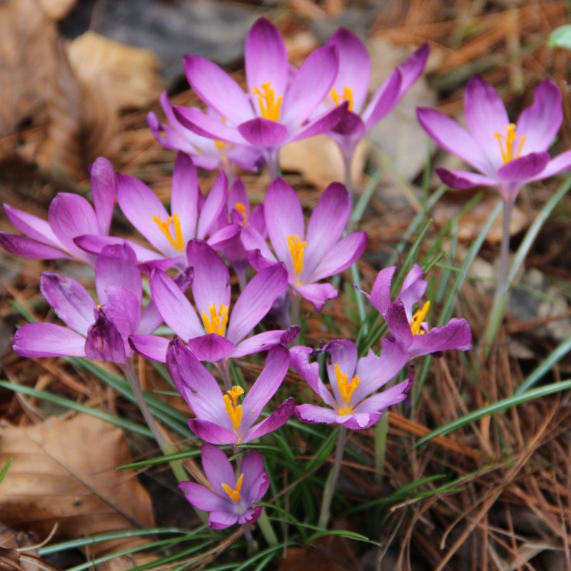 Crocus 'Barr's Purple' (10 Bulbs Per Pack)