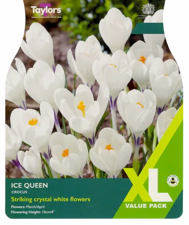 Crocus 'Ice Queen'(25 Bulbs Per Pack)