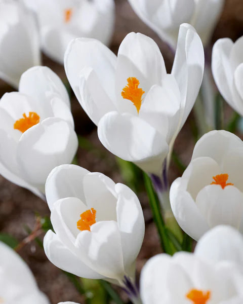 Crocus 'Ice Queen'(25 Bulbs Per Pack)