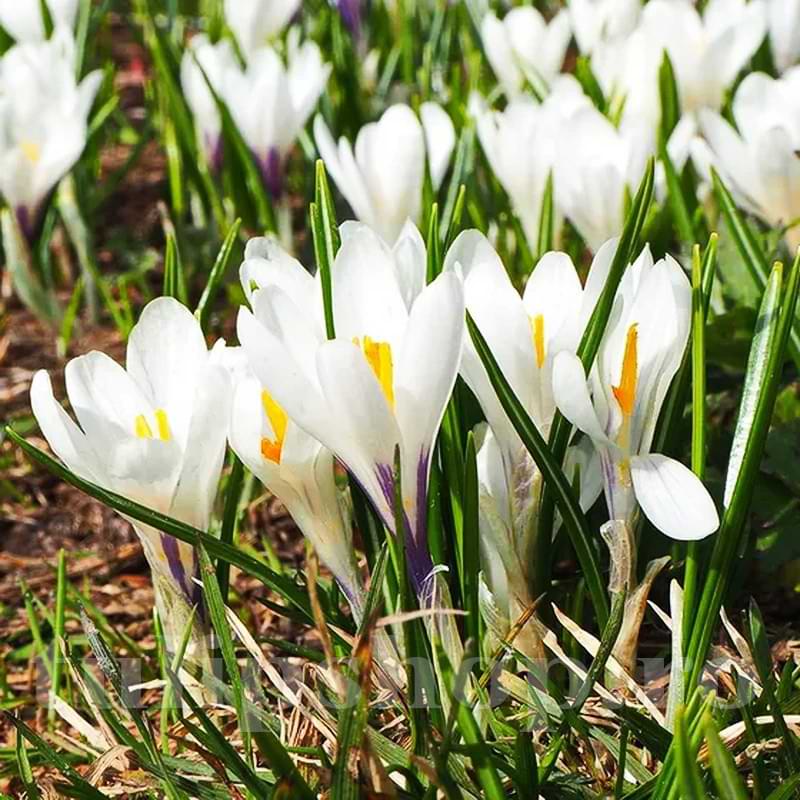 Crocus 'Ice Queen'(25 Bulbs Per Pack)