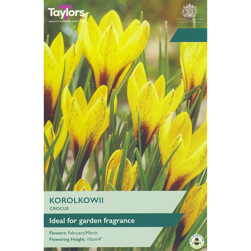 Crocus 'Korolkowii' (12 Bulbs Per Pack)