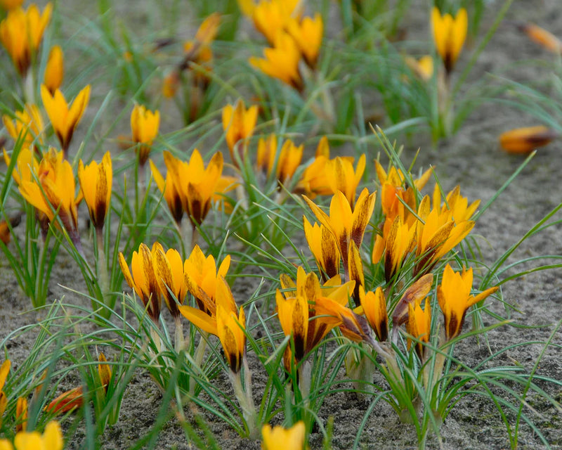 Crocus 'Korolkowii' (12 Bulbs Per Pack)