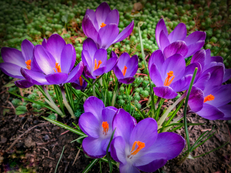 Crocus 'Ruby Giant' (50 Pack)