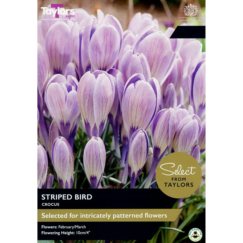 Crocus 'Striped Bird' (15 Bulbs Per Pack)