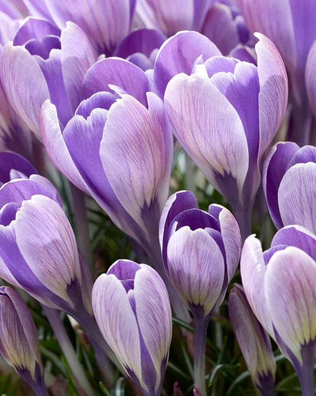 Crocus 'Striped Bird' (15 Bulbs Per Pack)