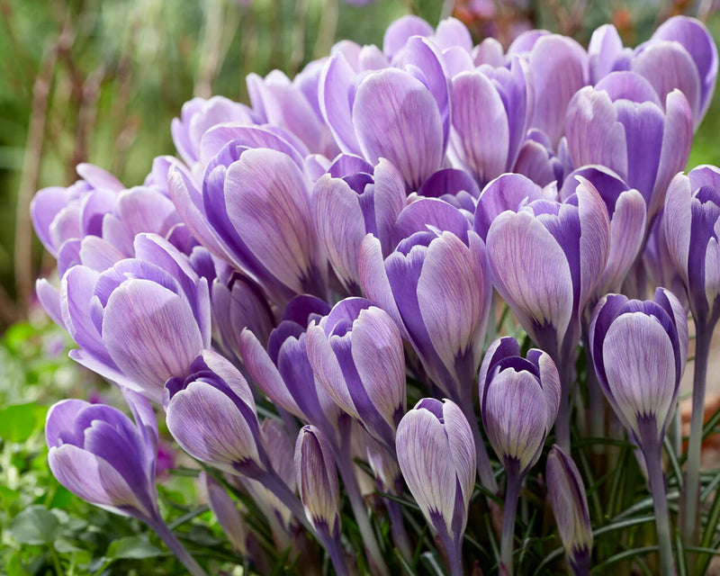 Crocus 'Striped Bird' (15 Bulbs Per Pack)