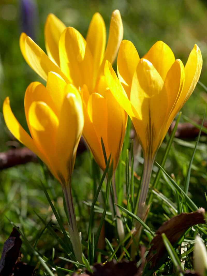 Crocus 'Yellow' (8 Pack)