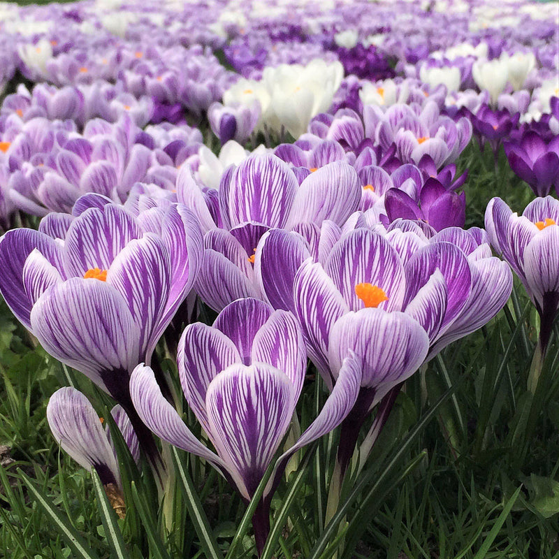 Crocus 'Striped' (10 Pack)