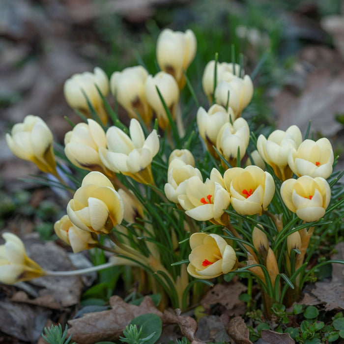Crocus 'Cream Beauty' (30 Pack)