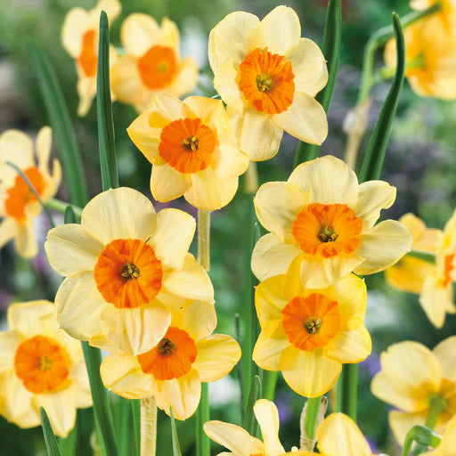 Daffodil Narcissus 'Kedron' (8 Pack)