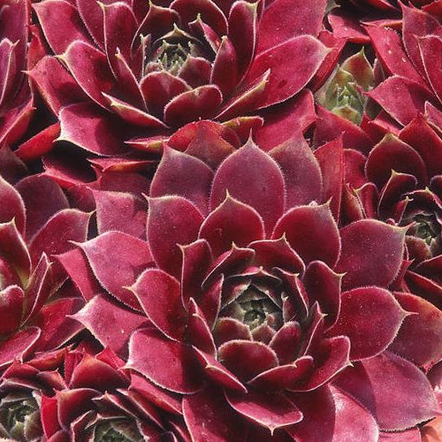 Sempervivum 'Noir' Alpine in 9cm Pot