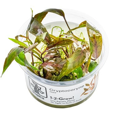 Cryptocoryne Nurii 1-2 Grow